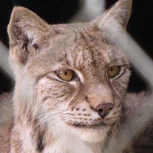 European Lynx