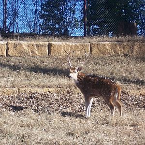 Axis Deer
