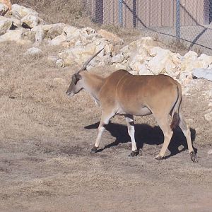 Eland