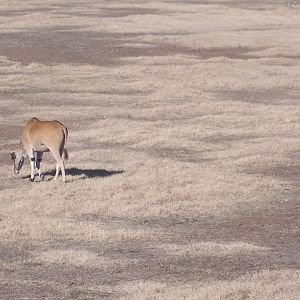 Eland and Gazelle