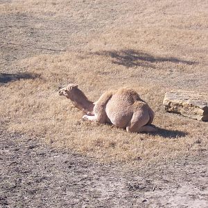Dromedary