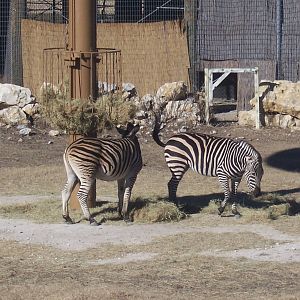 Plain's Zebras