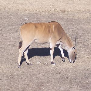 Eland