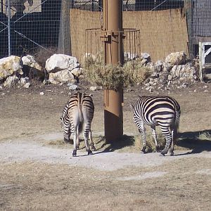Plains Zebra