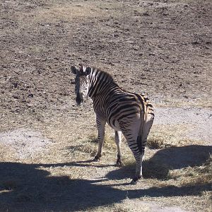 Plains Zebra