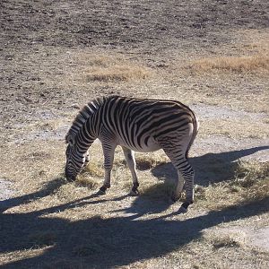 Plains Zebra
