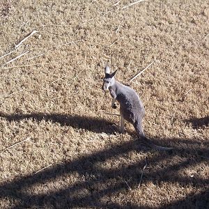 Kangaroo