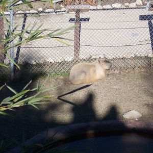 Capybara