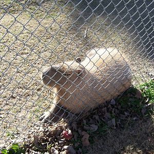 Capybara