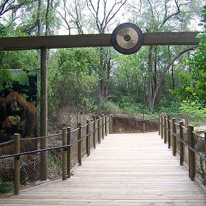 Mysteries of the Asian Forest