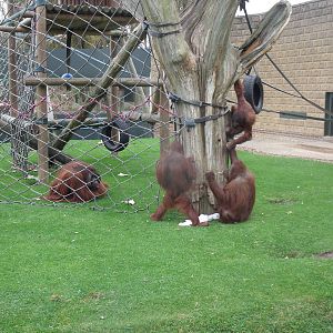 Twycross orangs 27 Sept 2009