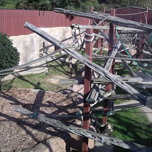 Cherry crowned mangabey enclosure 13 Oct 2009