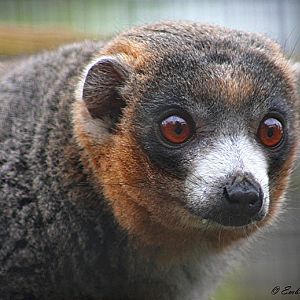 Mongoose Lemur.