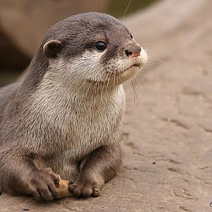 Baby Asian Short Clawed Otter.
