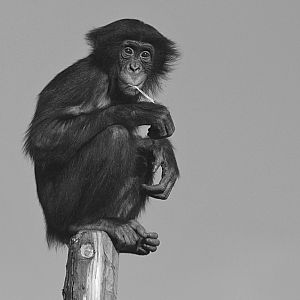 Young Bonobo.