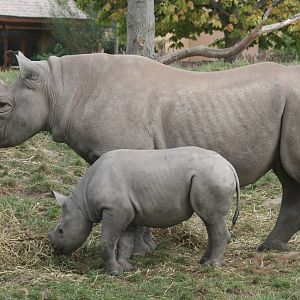 Black rhinoceros; Chester Zoo; 2nd October 2009