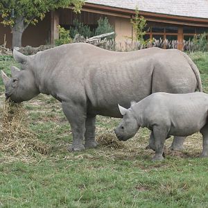 Black rhinoceros; Chester Zoo; 2nd October 2009