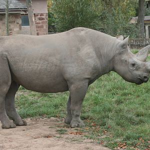 Black rhinoceros; Chester Zoo; 2nd October 2009