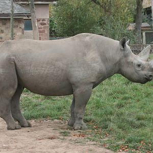 Black rhinoceros; Chester Zoo; 2nd October 2009
