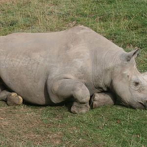 Black rhinoceros; Chester Zoo; 2nd October 2009