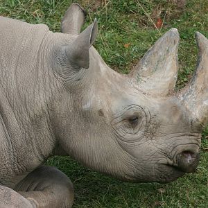 Black rhinoceros; Chester Zoo; 2nd October 2009