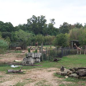 Rhino, Giraffe, Elephant