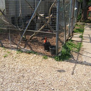 Southern Ground Hornbill Aviary