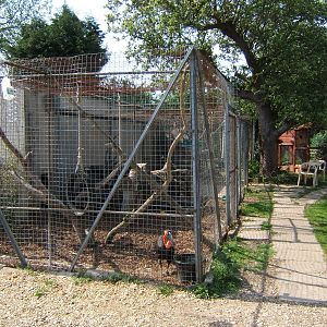 Southern Ground Hornbill Aviary