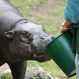 Pygmy hippo (Hexaprotodon liberiensis)
