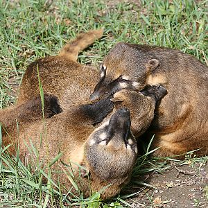 Ring-tailed coati (Nasua nasua)