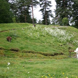Red-necked wallabies (Macropus rufogriseus)