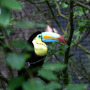 Keel-billed toucan (Ramphastos sulfuratus)