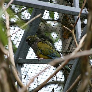 Patagonian conure (Cyanoliseus patagonus)