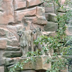 Cougars (Puma concolor)
