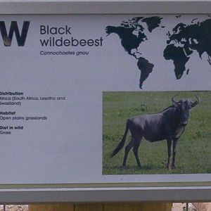 wildebeest sign