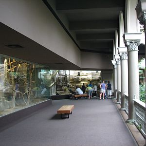 Primate House - Interior