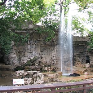 Grizzly Bear Exhibit