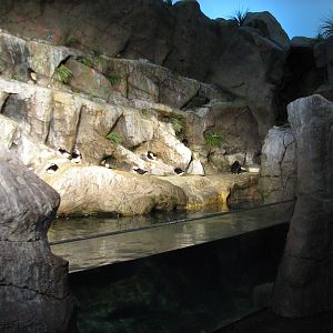 Penguin and Puffin Coast - Arctic Puffin Exhibit