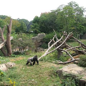 Fragile Forest - Gorilla Exhibit