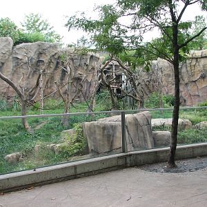 Fragile Forest - Chimpanzee Exhibit