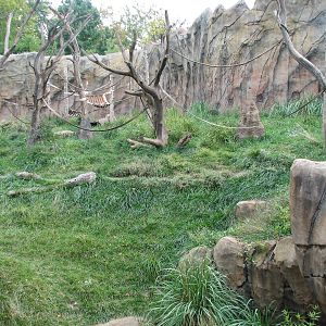 Fragile Forest - Chimpanzee Exhibit