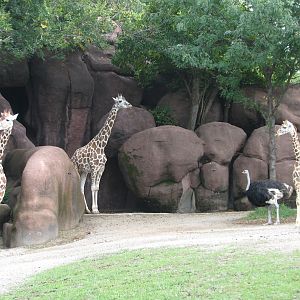 Red Rocks - Reticulated Giraffes and Ostrich