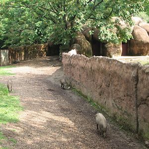 Red Rocks - Babirusa Exhibit