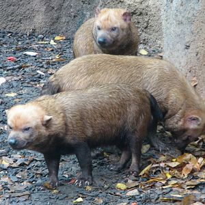 River's Edge - Bush Dogs