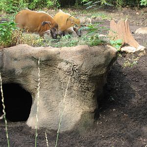 River's Edge - Bat Eared Fox and Red River Hog