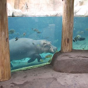 River's Edge - Hippo