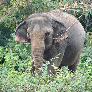 River's Edge - Asian Elephant