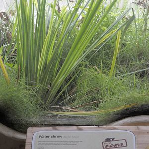 Back from the Brink 3 water shrew exhibit