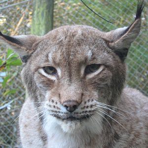 Eurasian Lynx at Galloway