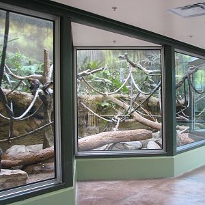 Tropics - Blue Monkey Exhibit